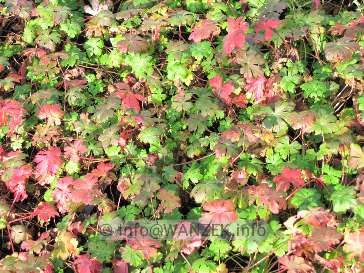 Geranium cantabrigiense Karmina - Herbstfaerbung.JPG